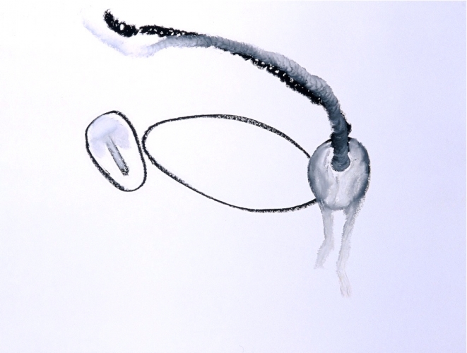 Drawing Monkey back legs