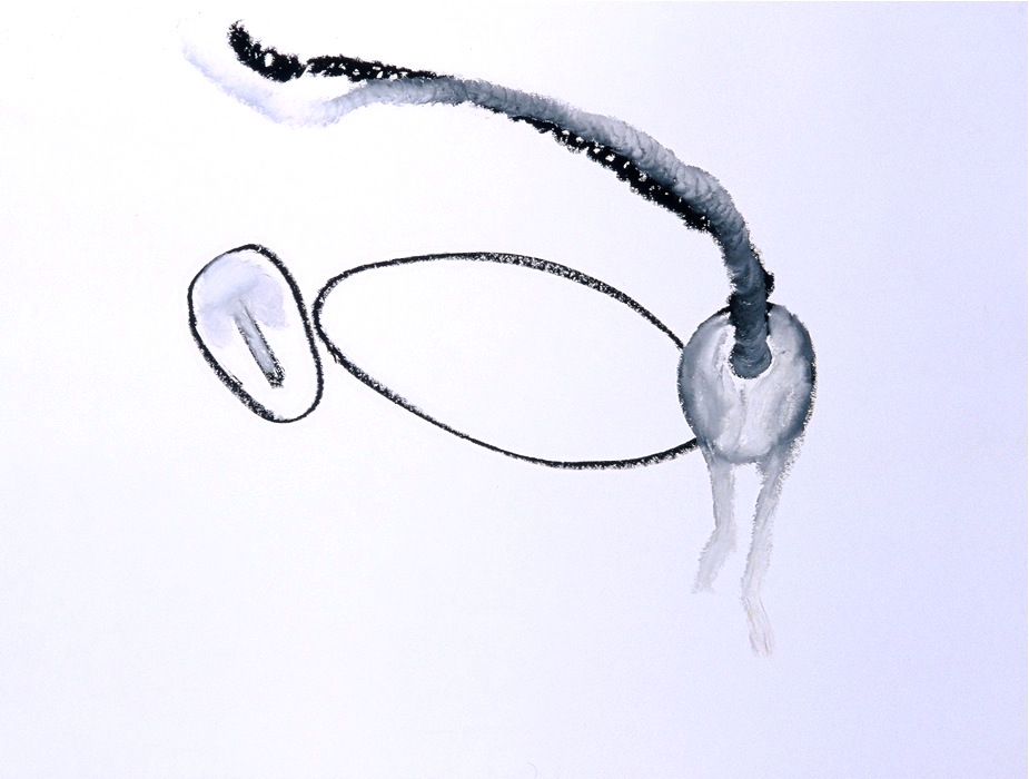 Drawing Monkey back legs